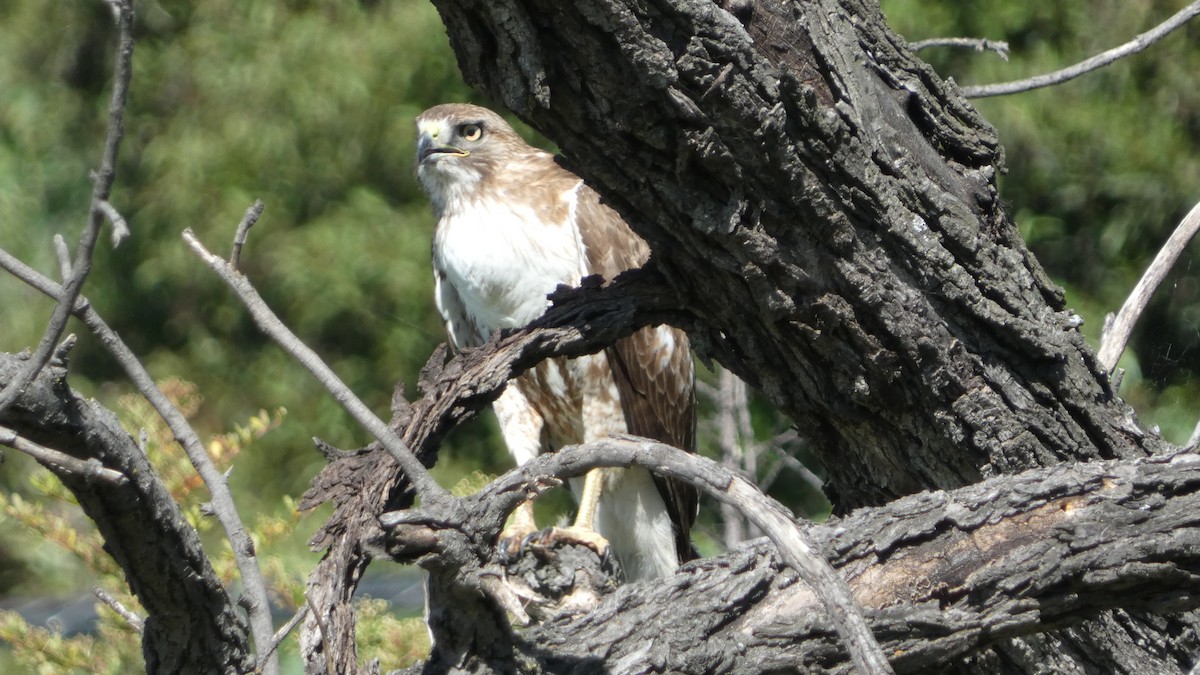 Red-tailed Hawk - ML617243737