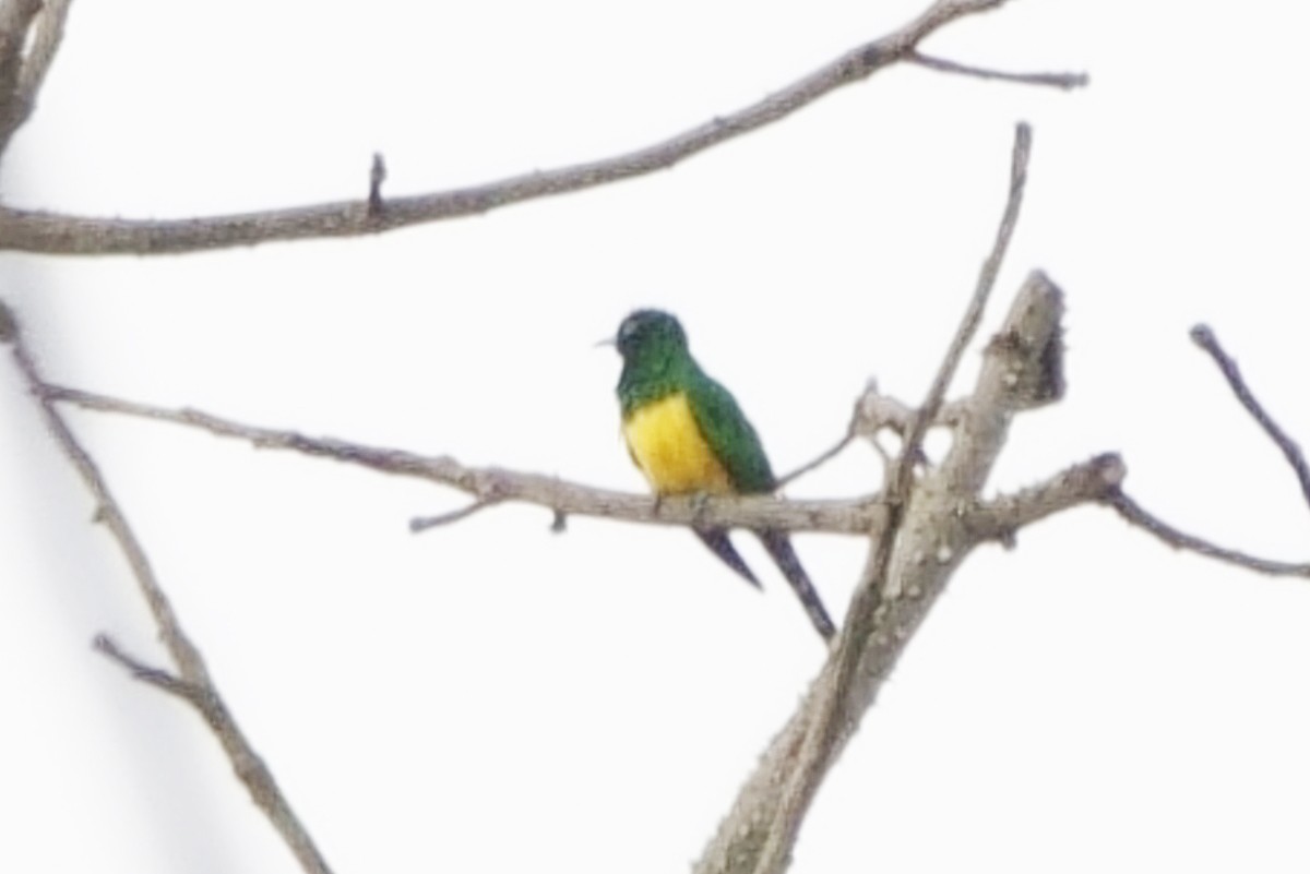 African Emerald Cuckoo - ML617243818