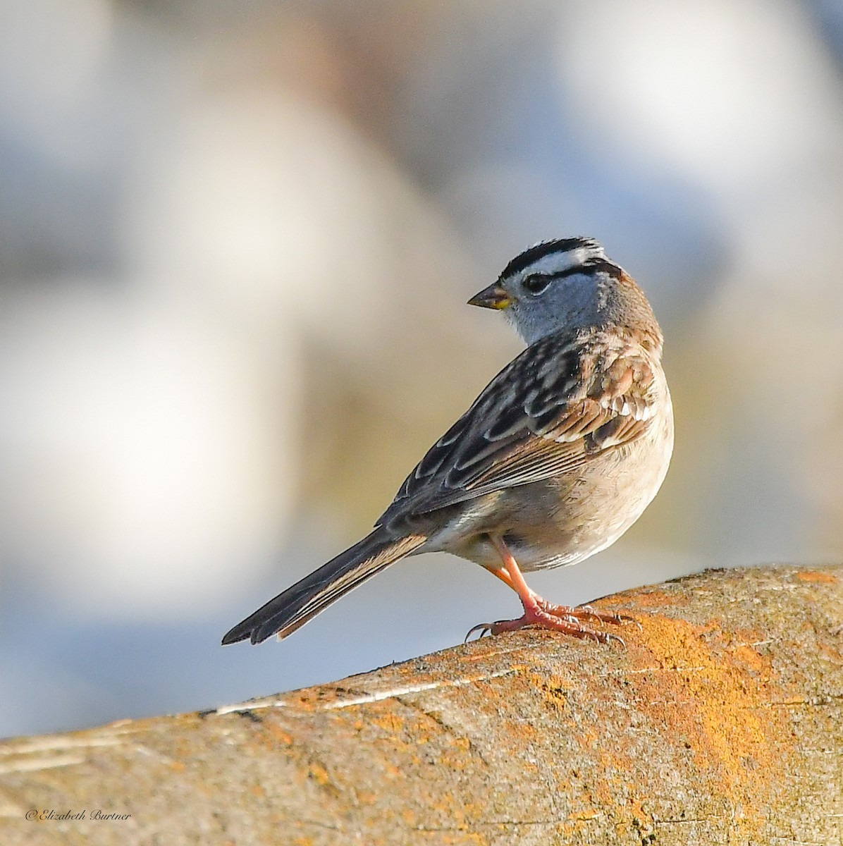 White-crowned Sparrow - ML617243833