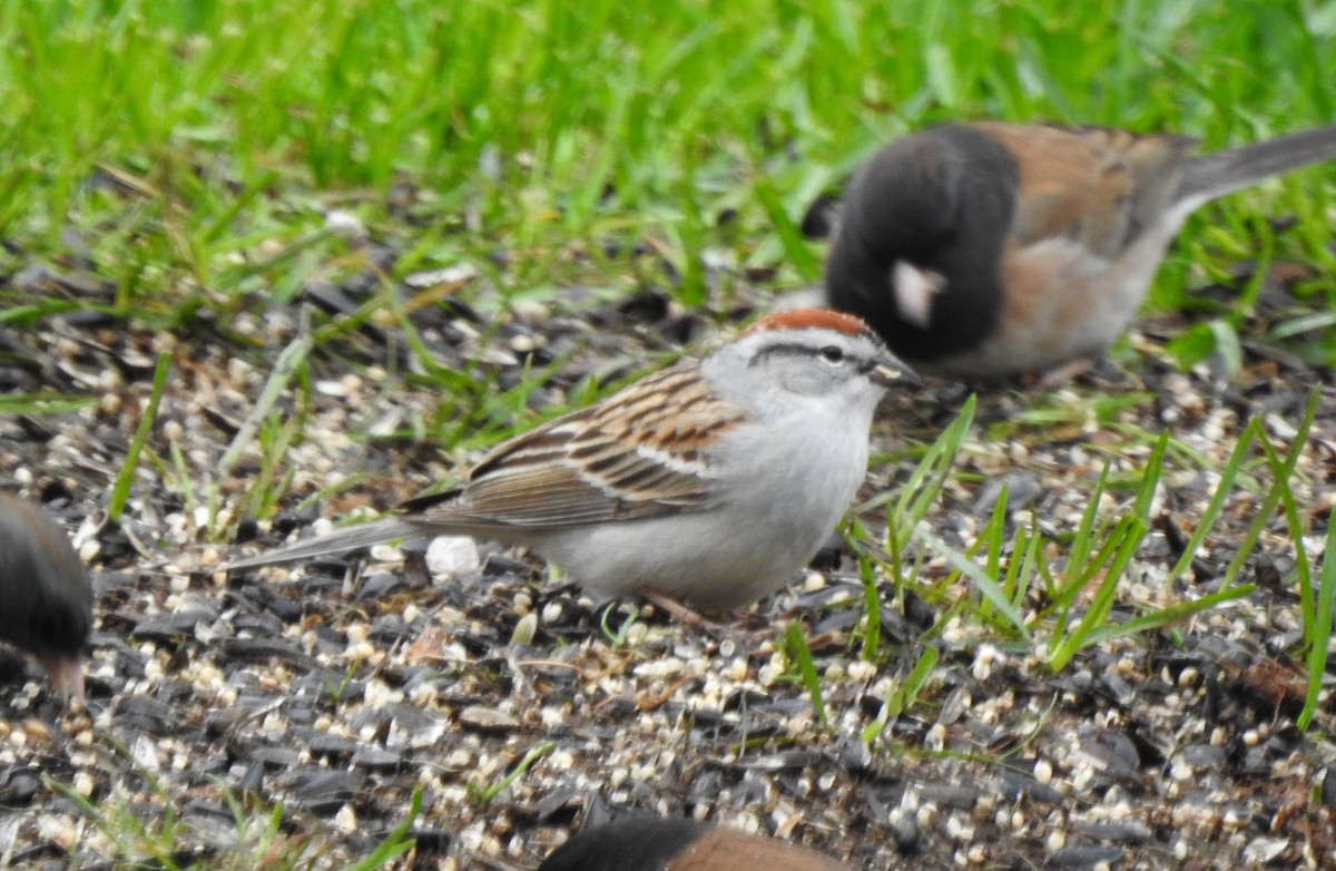 Chipping Sparrow - ML617244018