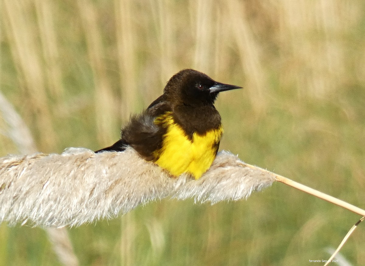 Brown-and-yellow Marshbird - fernando segura