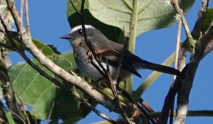 Rufous-breasted Chat-Tyrant - ML617244085