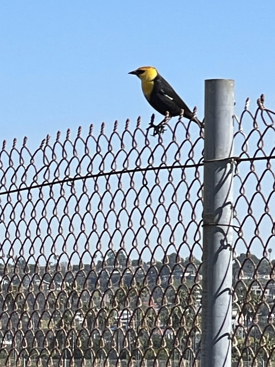 Yellow-headed Blackbird - ML617244306