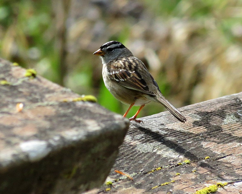White-crowned Sparrow (pugetensis) - ML617244315