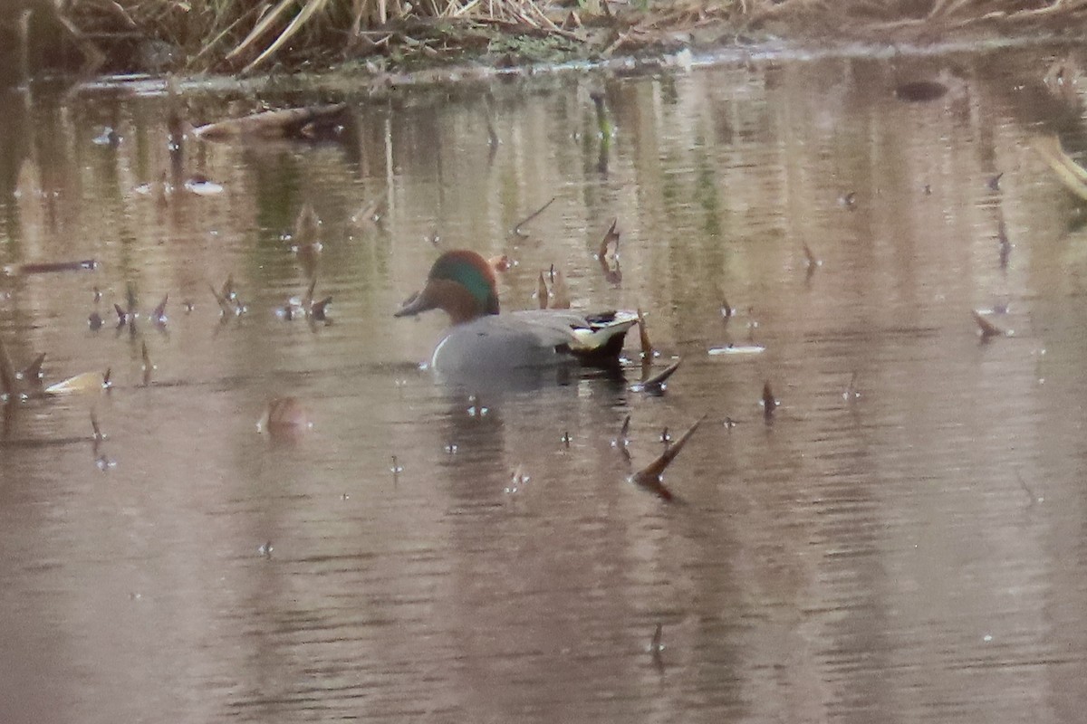 Green-winged Teal - ML617244322