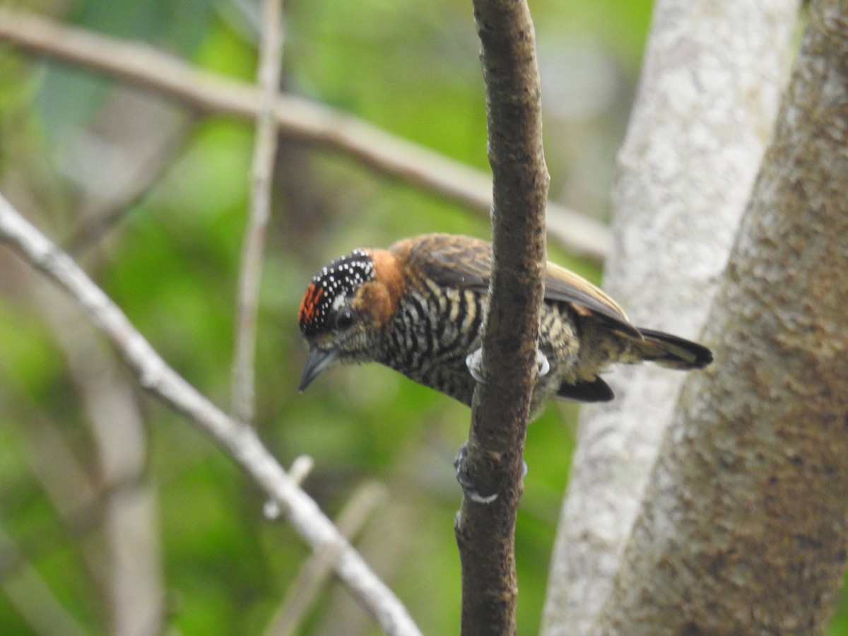 Ochre-collared Piculet - ML617244340
