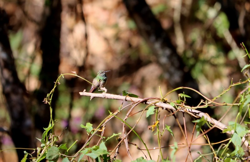Berylline Hummingbird - ML617244501