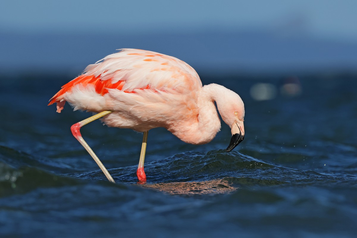 Chilean Flamingo - ML617244549