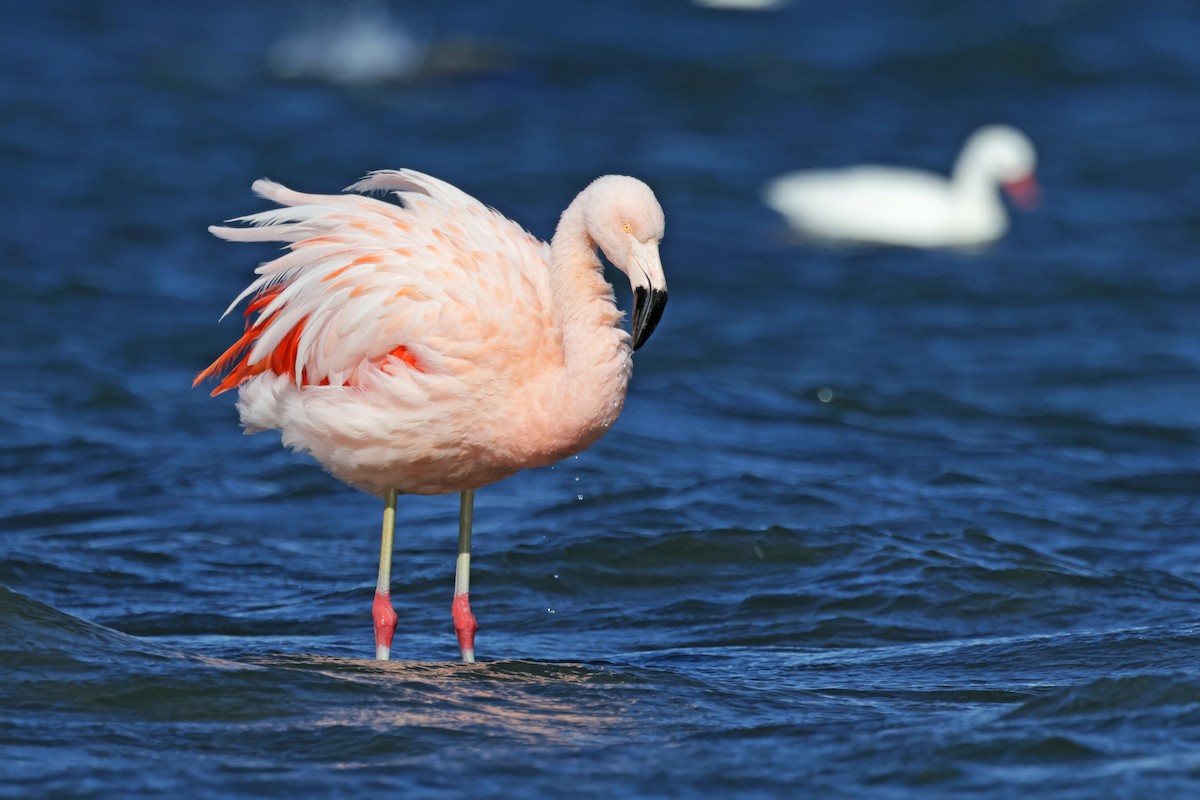 Chilean Flamingo - ML617244556