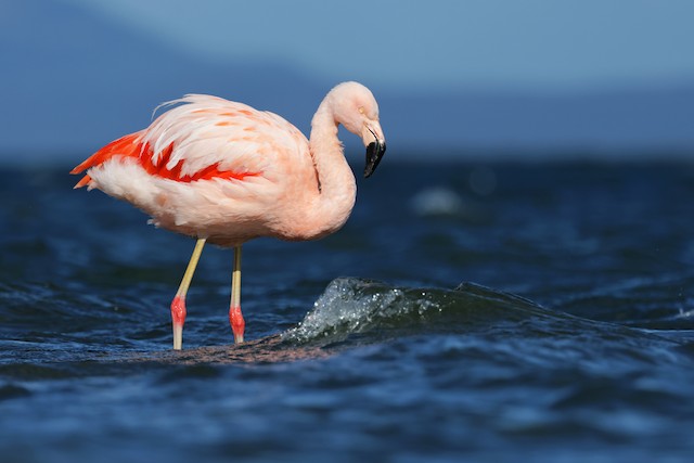 Chilean Flamingo ML617244565