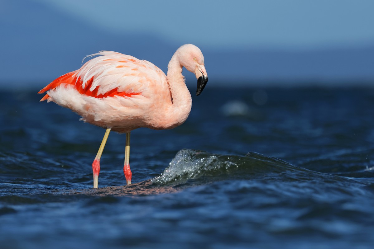 Chilean Flamingo - Nathan Wall