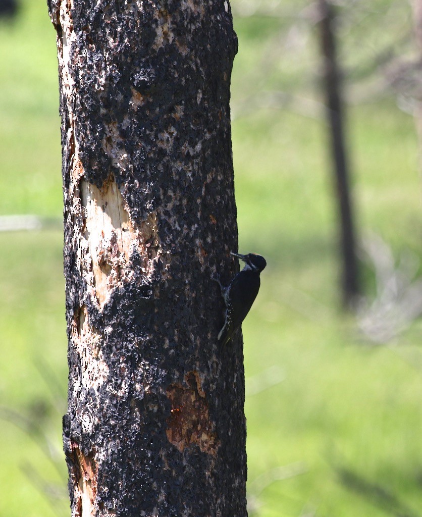 Black-backed Woodpecker - ML617244616