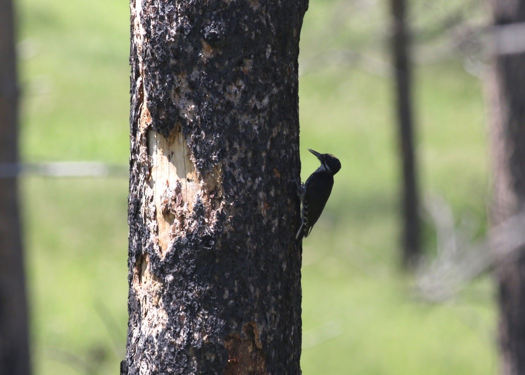 Black-backed Woodpecker - Brian Quindlen