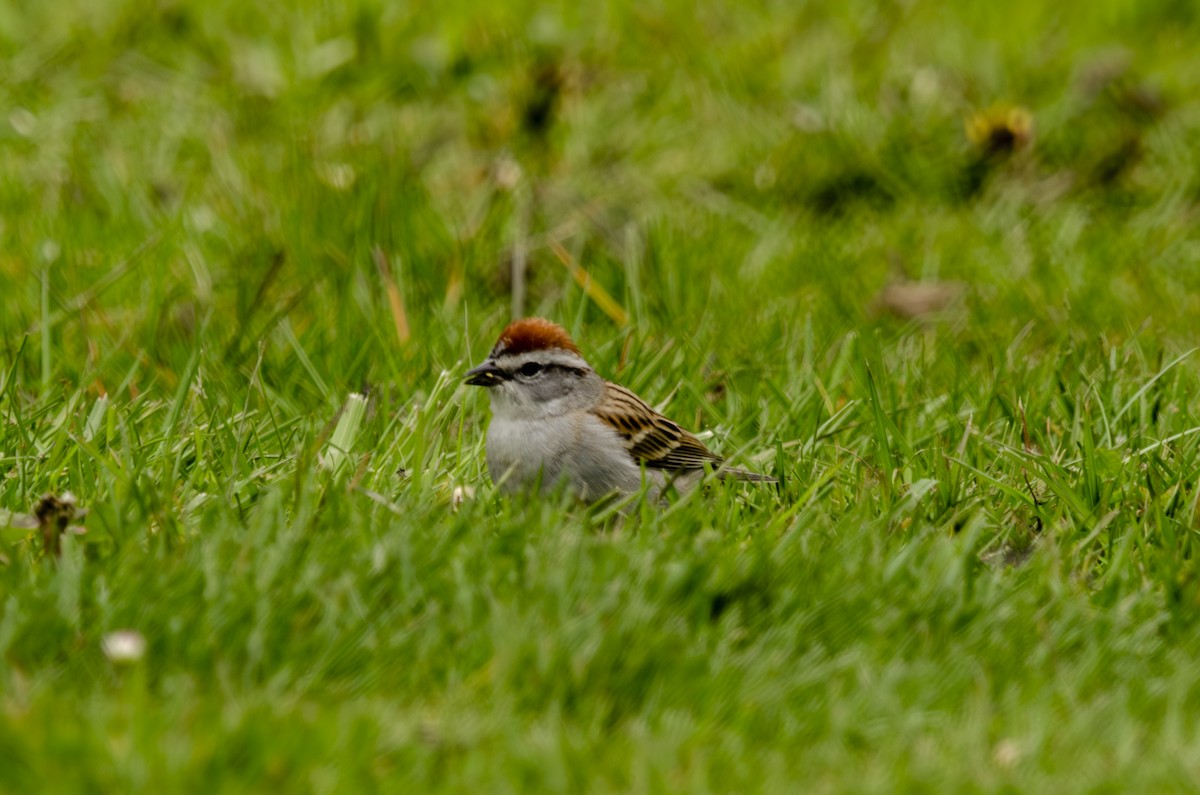 Chipping Sparrow - ML617244623