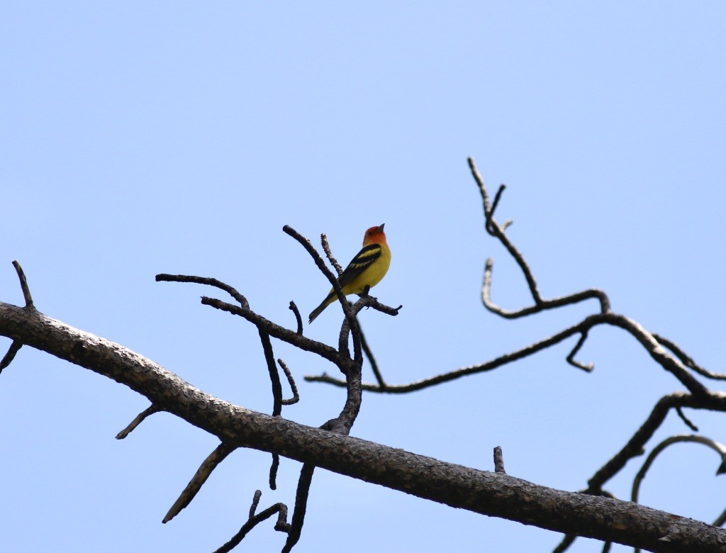 Western Tanager - ML617244641