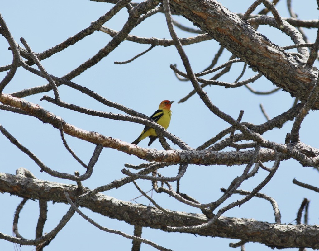 Western Tanager - ML617244642