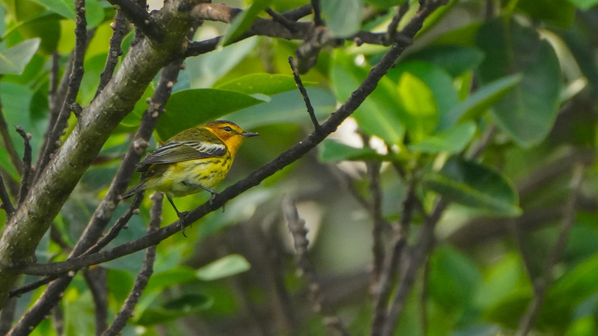 Cape May Warbler - ML617244643