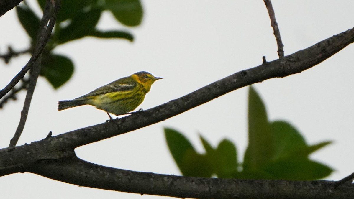 Cape May Warbler - ML617244651