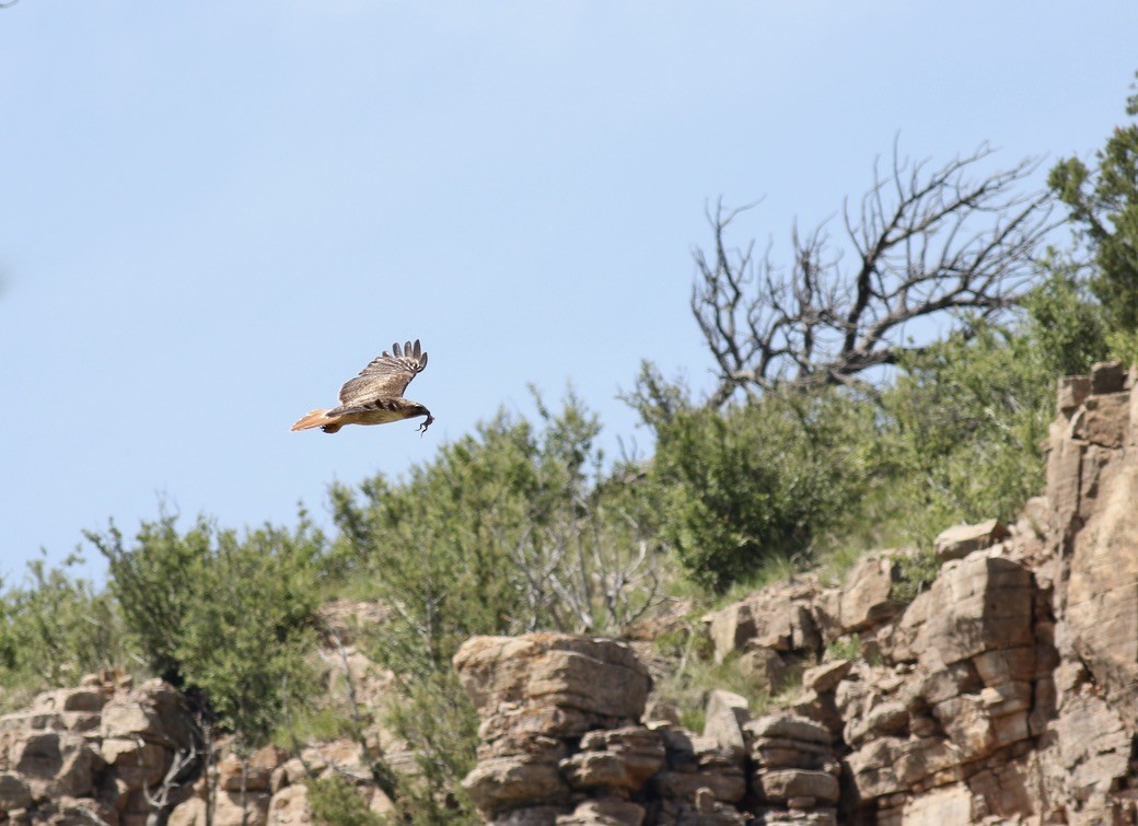 Red-tailed Hawk - ML617244653