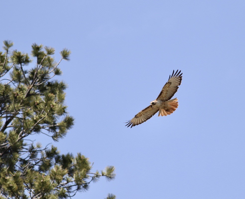 Red-tailed Hawk - Brian Quindlen