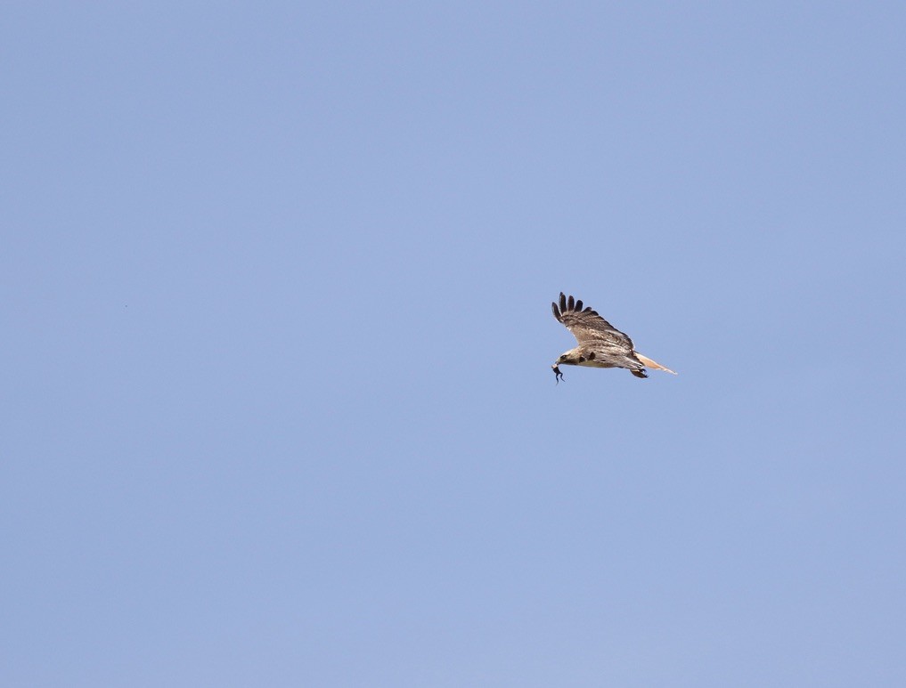 Red-tailed Hawk - ML617244655