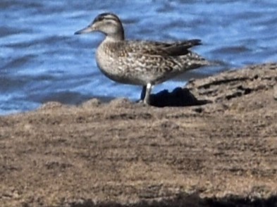 Green-winged Teal - ML617244894