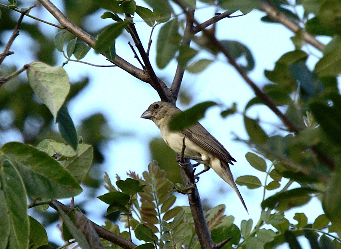 Yellow-bellied Seedeater - ML617245100