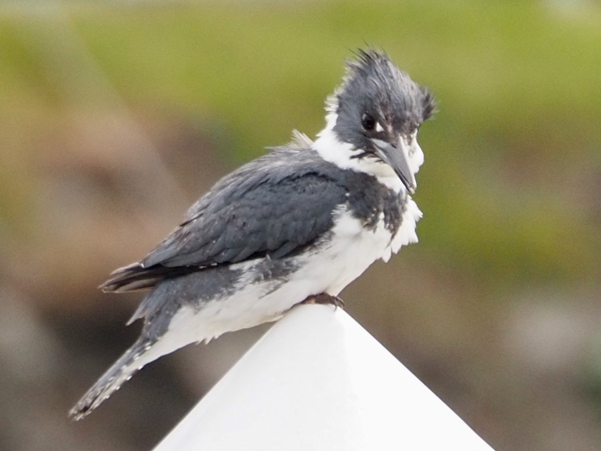 Belted Kingfisher - ML617245128