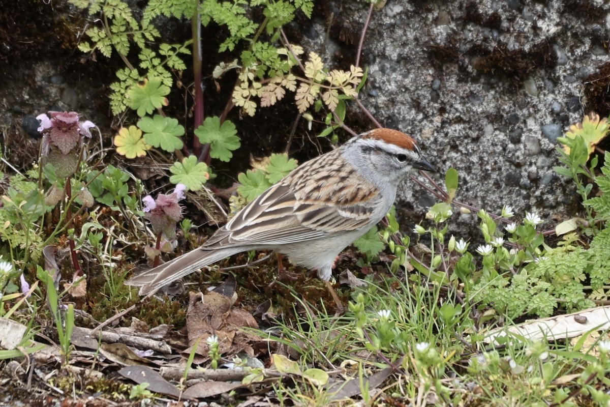 Chipping Sparrow - ML617245156