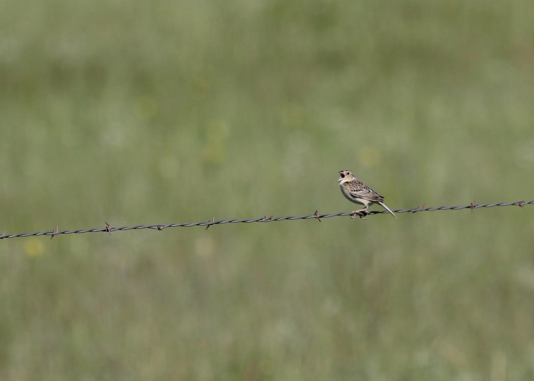 Grasshopper Sparrow - Brian Quindlen