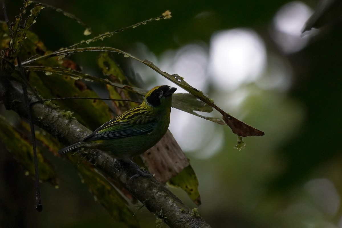 Green-and-gold Tanager - ML617245190