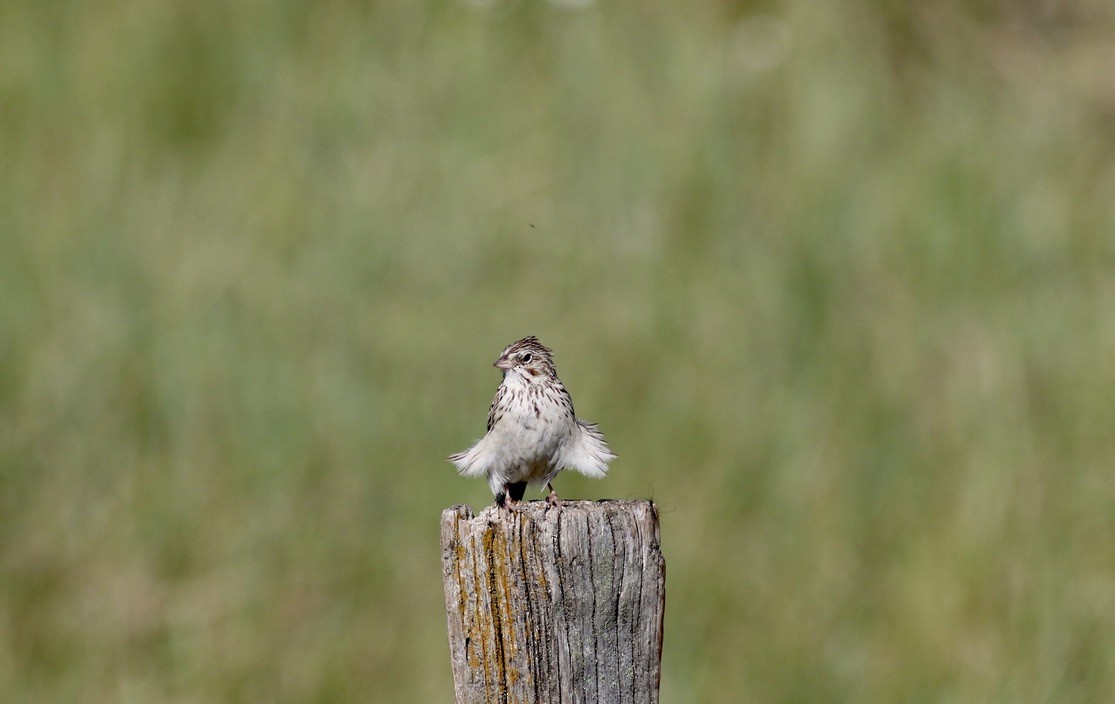 Vesper Sparrow - Brian Quindlen