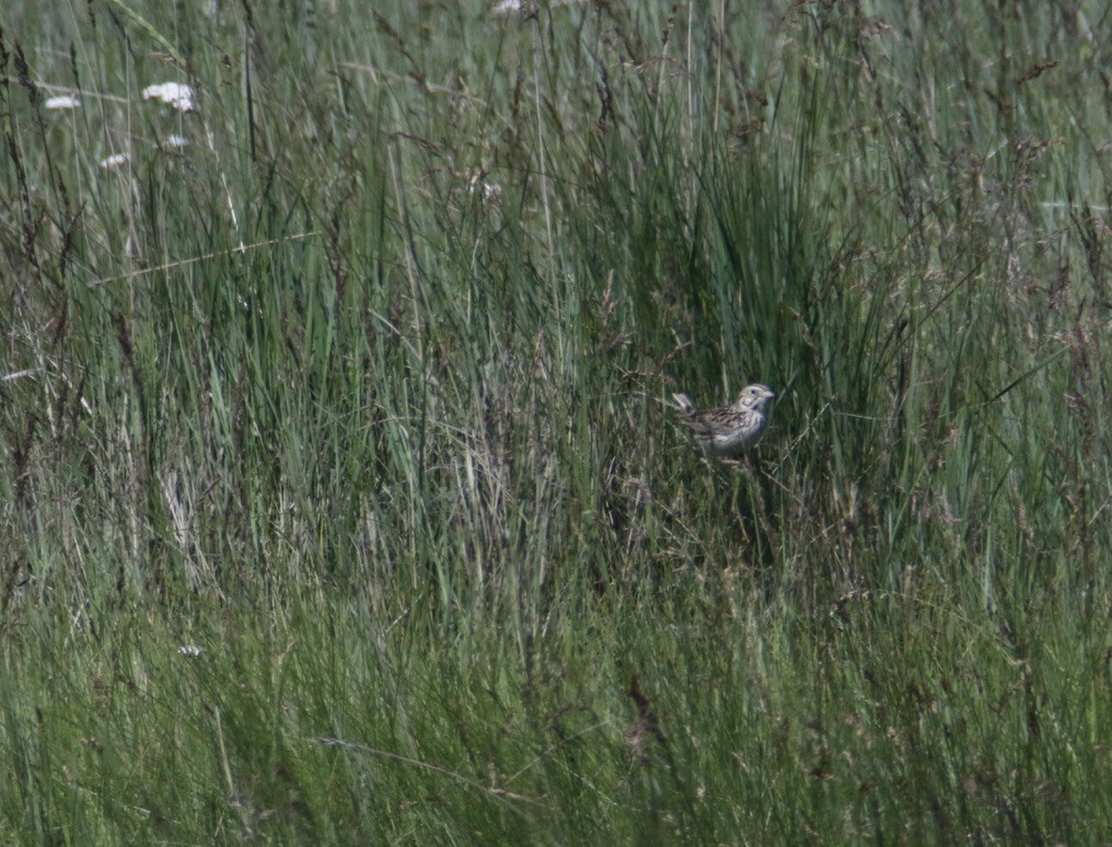 Baird's Sparrow - Brian Quindlen