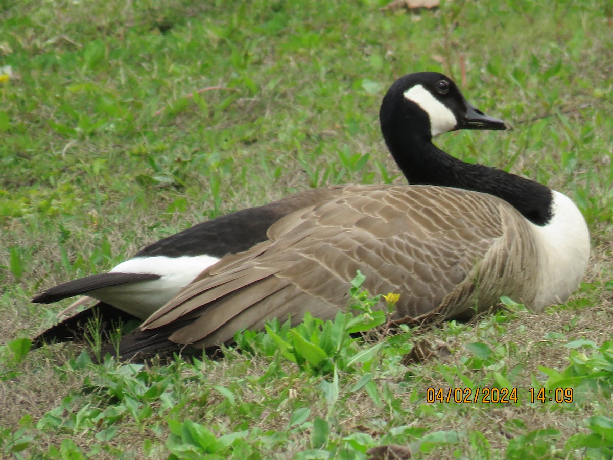 Canada Goose - jack paul