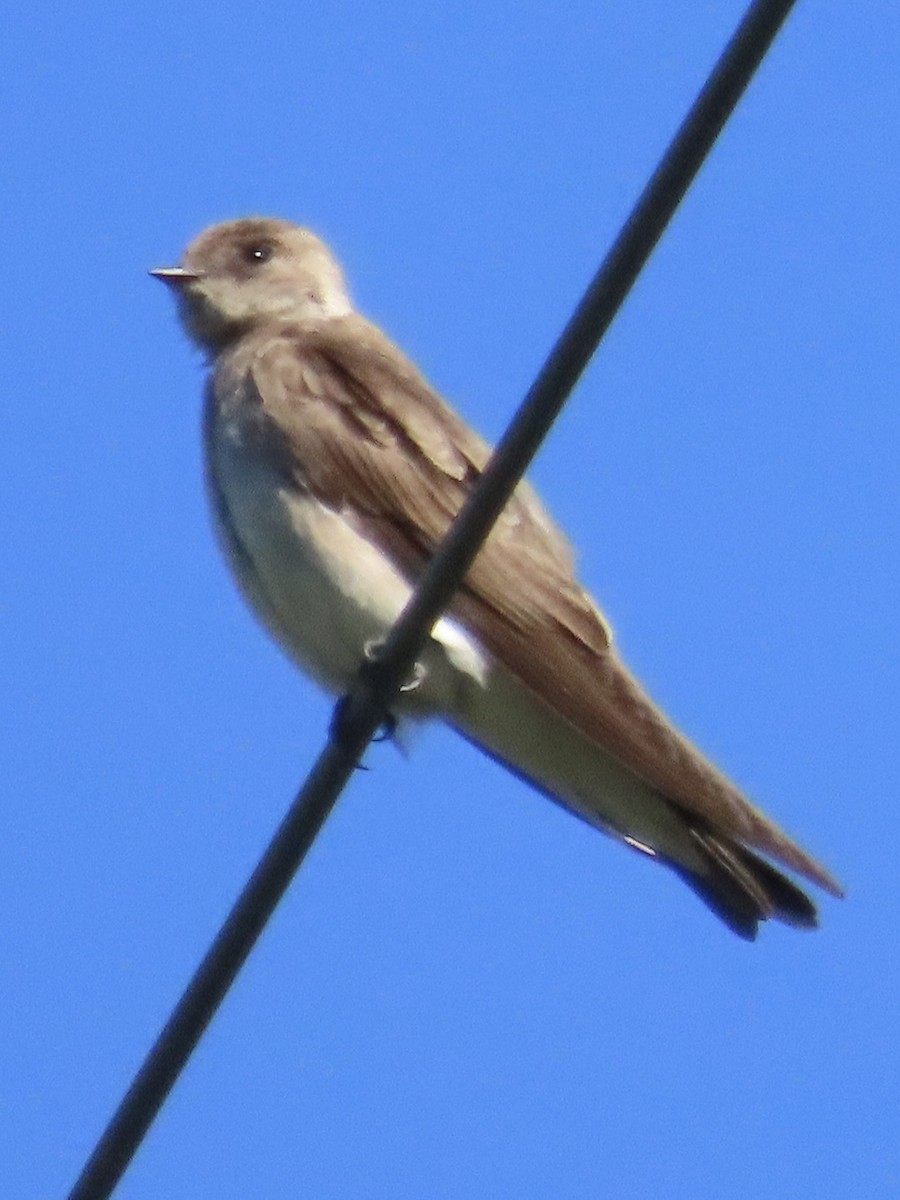Northern Rough-winged Swallow - ML617245496