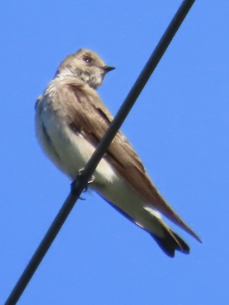 Northern Rough-winged Swallow - ML617245498