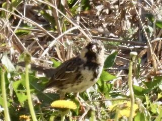 Harris's Sparrow - ML617245558