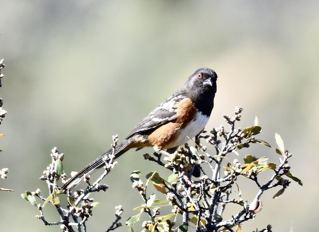 Spotted Towhee - ML617245561