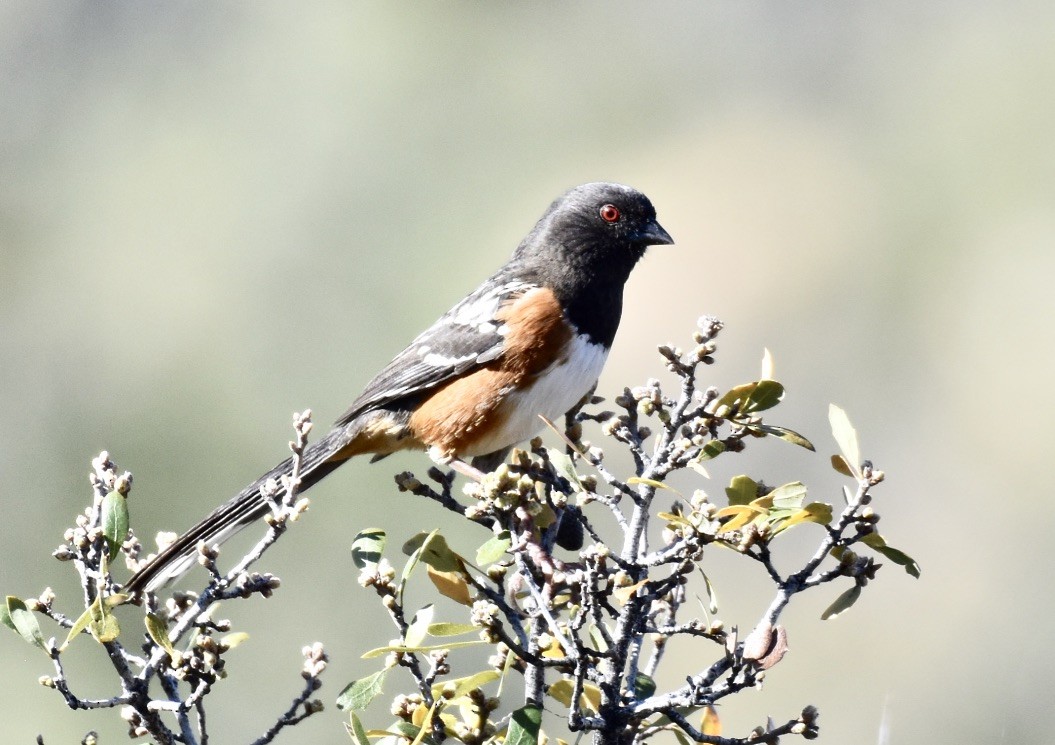 Spotted Towhee - ML617245563