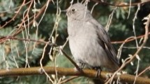 Townsend's Solitaire - ML617245834