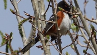 Spotted Towhee - ML617245925