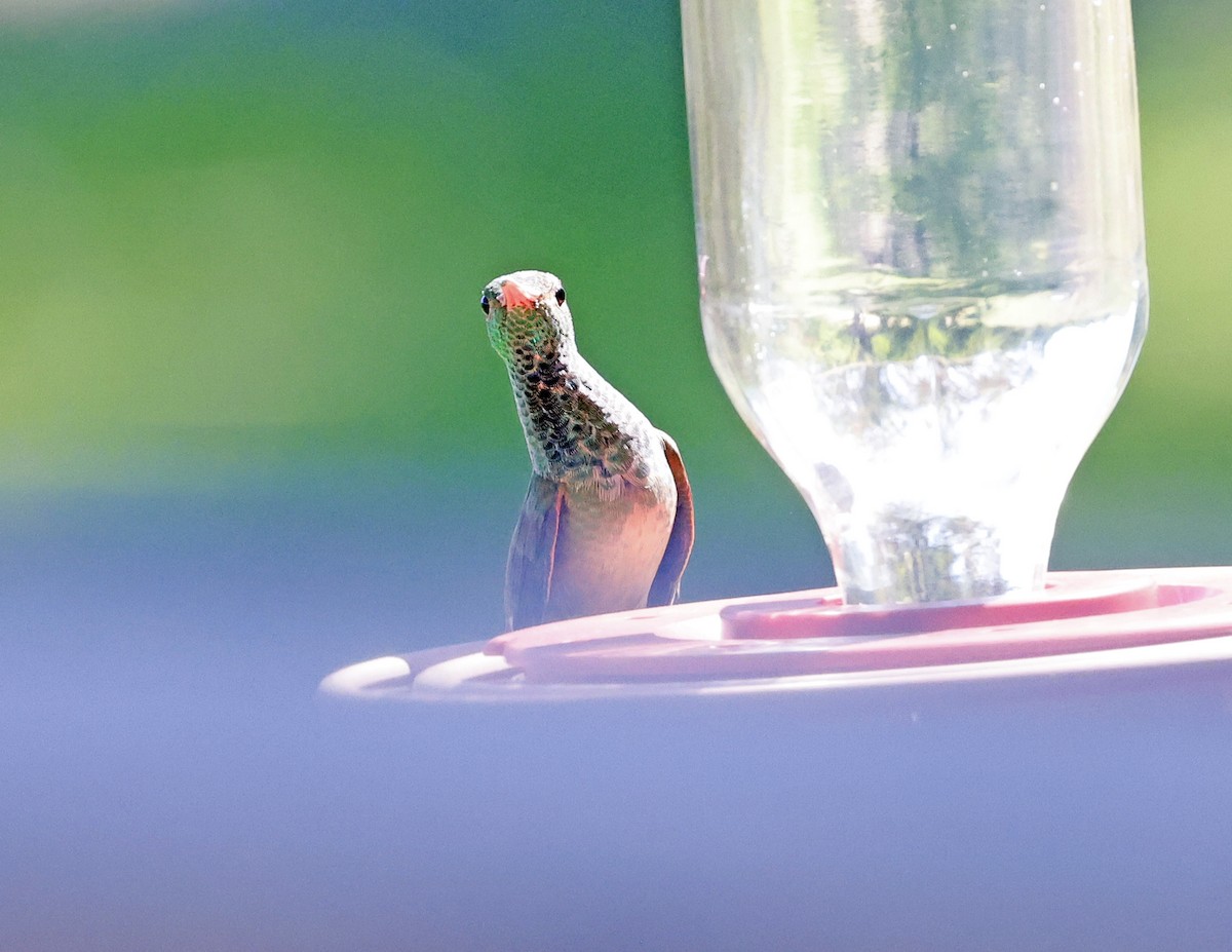 Buff-bellied Hummingbird - David McQuade