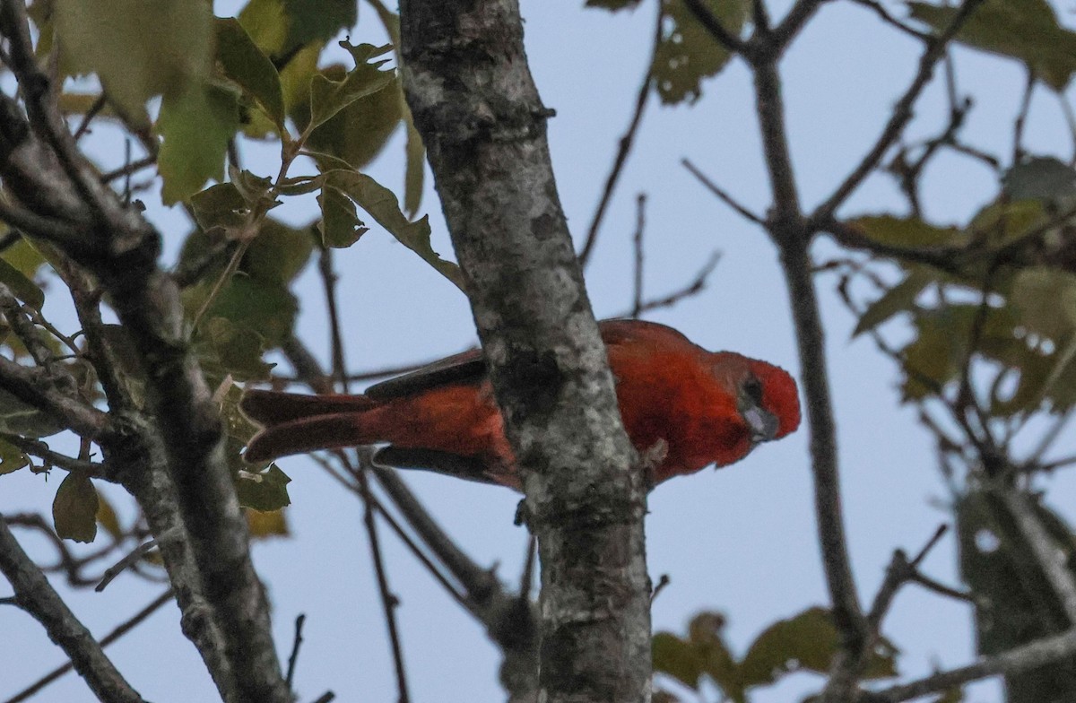 Hepatic Tanager - ML617246045