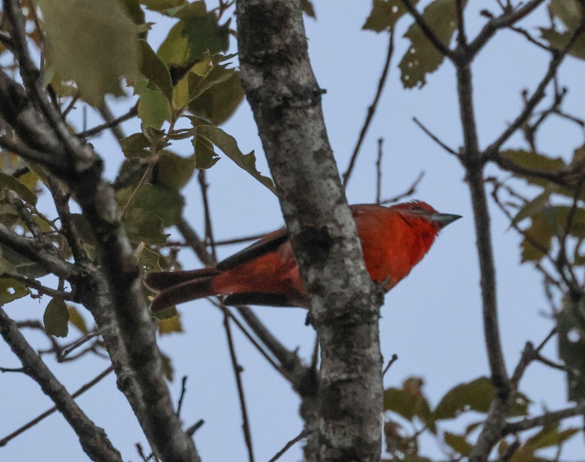 Hepatic Tanager - ML617246046
