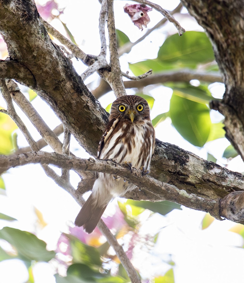 Ferruginous Pygmy-Owl - Beth Olson
