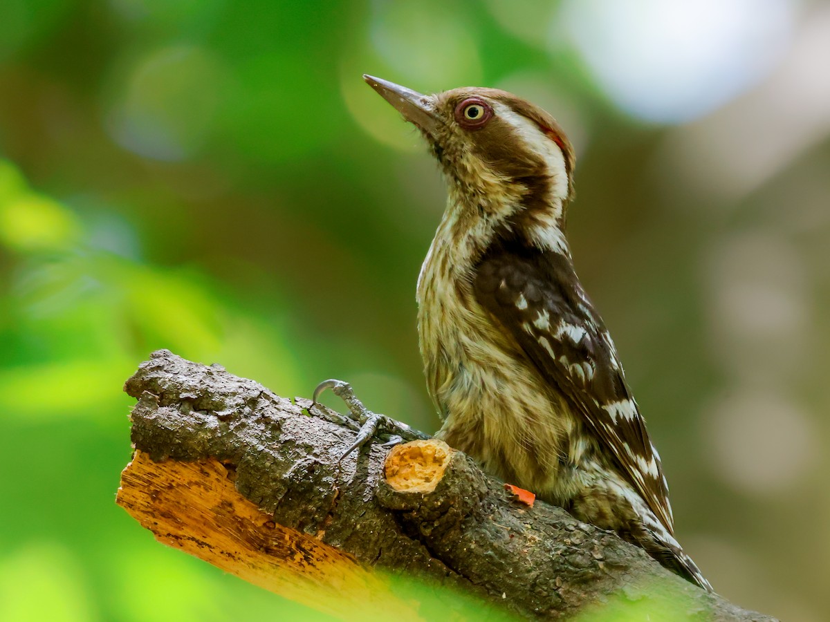 Brown-capped Pygmy Woodpecker - ML617246281