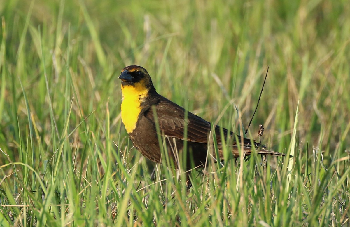 Yellow-headed Blackbird - ML617246286
