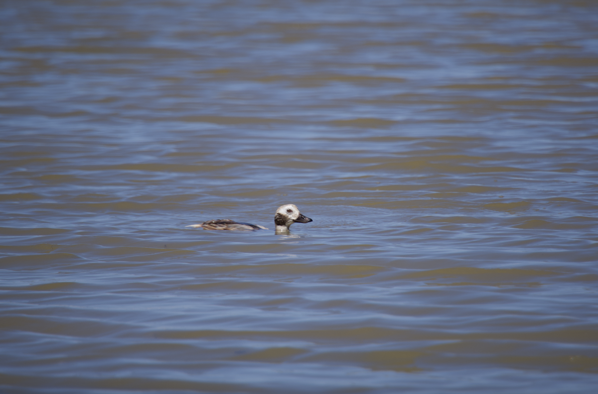 Long-tailed Duck - ML617246429
