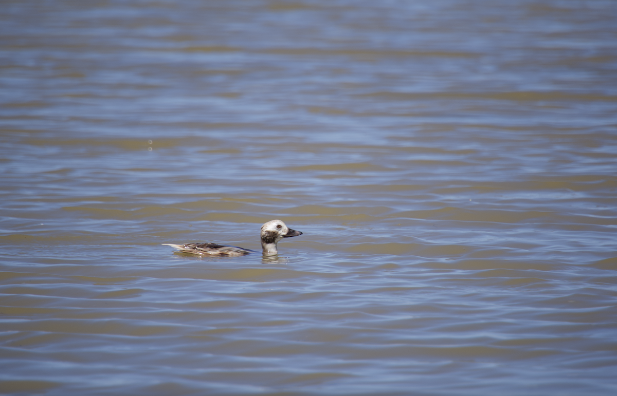 Long-tailed Duck - ML617246430