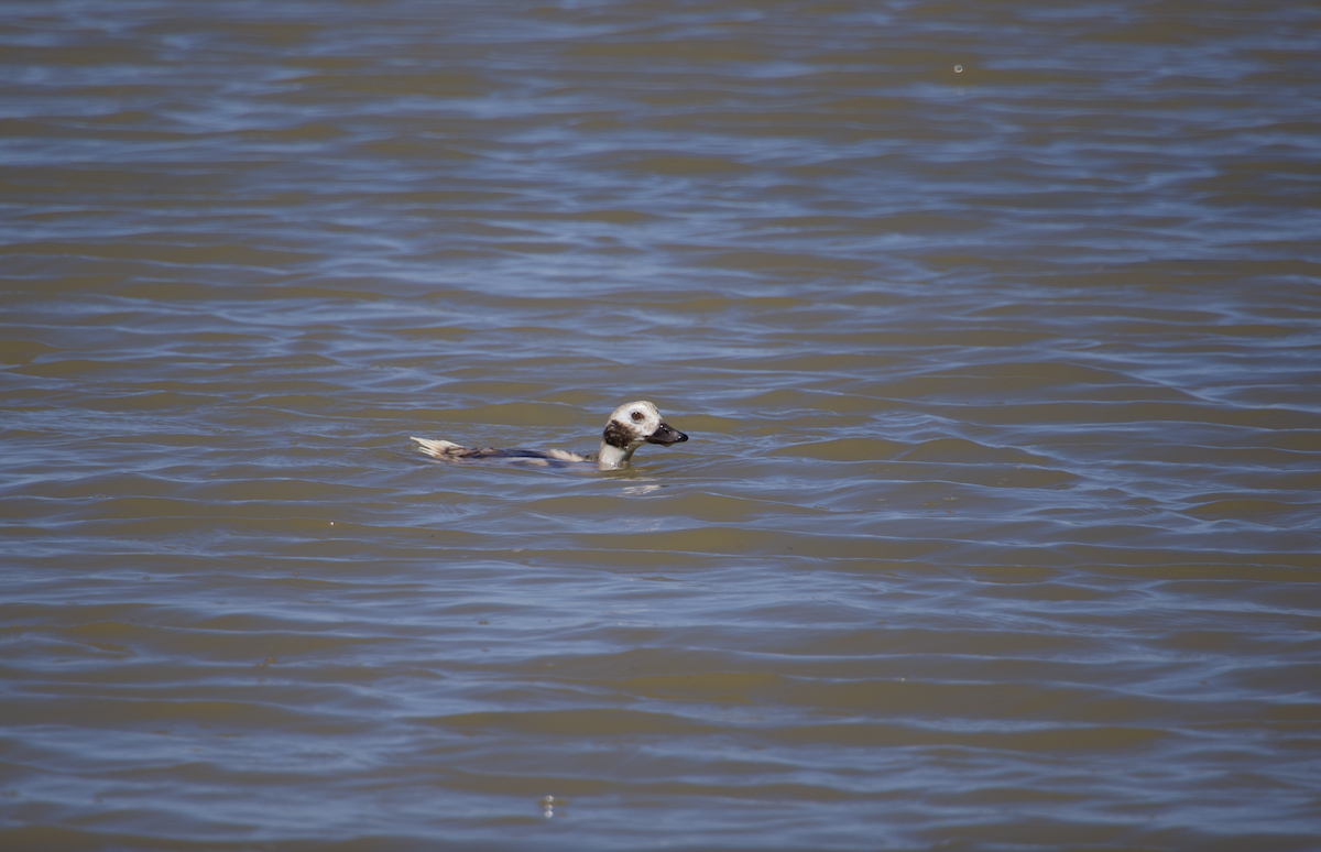 Long-tailed Duck - ML617246431